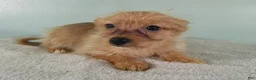 Mixed Breed dogs for sale: Charlotte - Ad 2