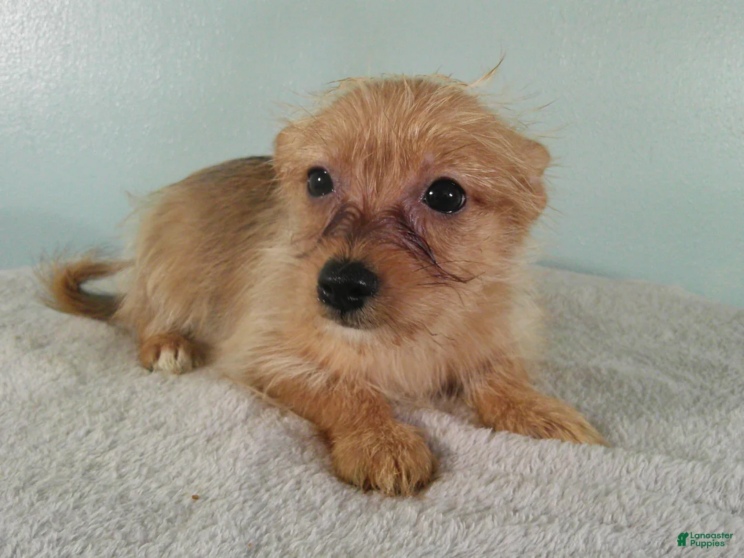 Mixed Breed dogs for sale: Charlotte - Ad 2