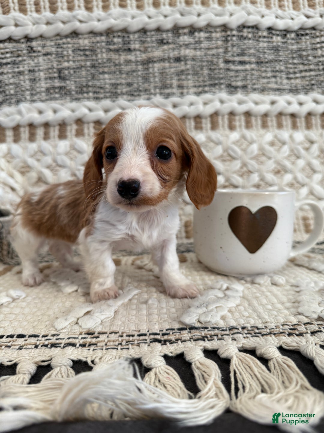 Miniature Dachshund dogs for sale: Lucy - Ad 2