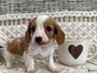 Miniature Dachshund dogs - Ad 1