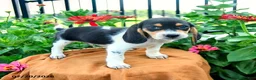 Beagle dogs for sale: Hank - Ad 2