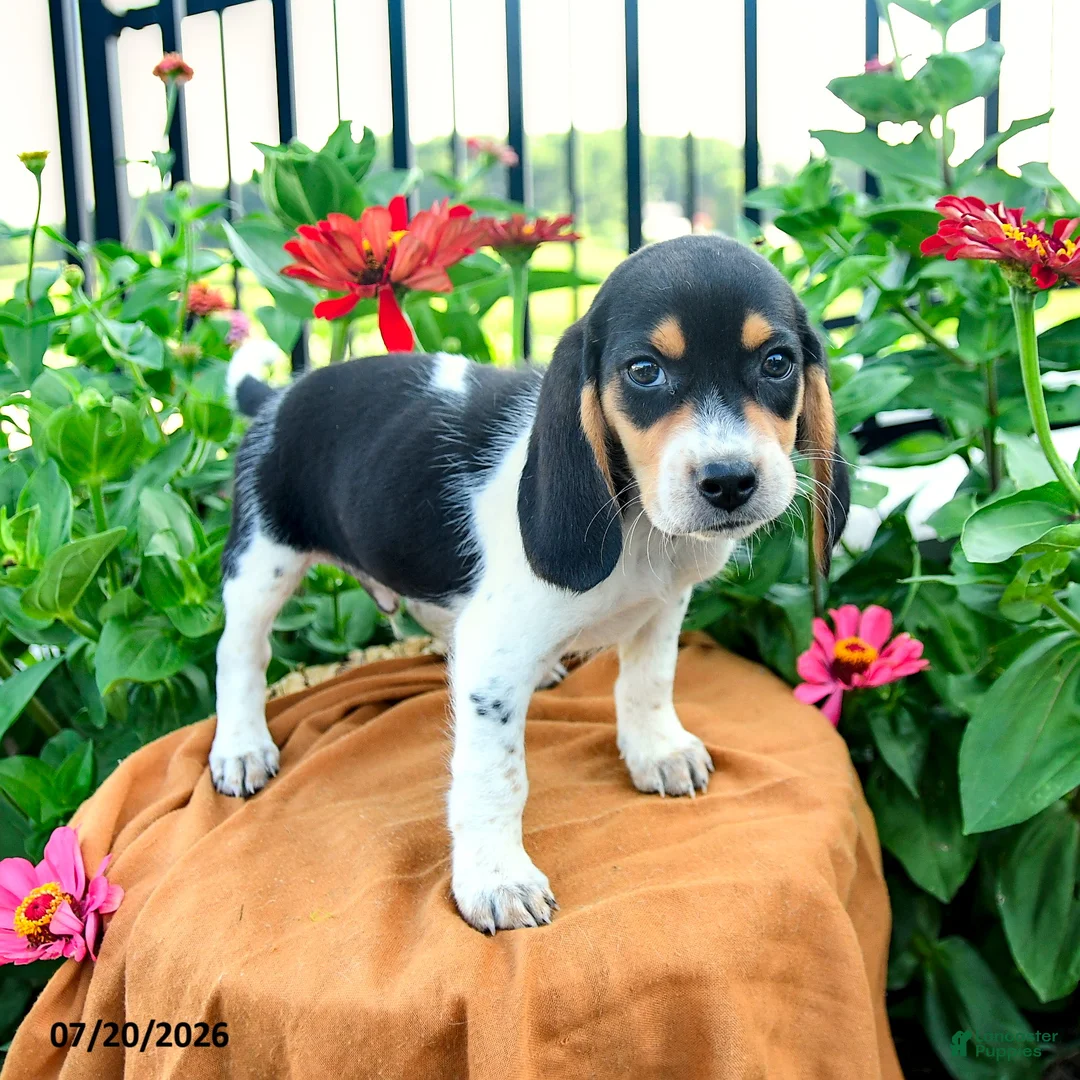 Beagle dogs for sale: Hank - Ad 2