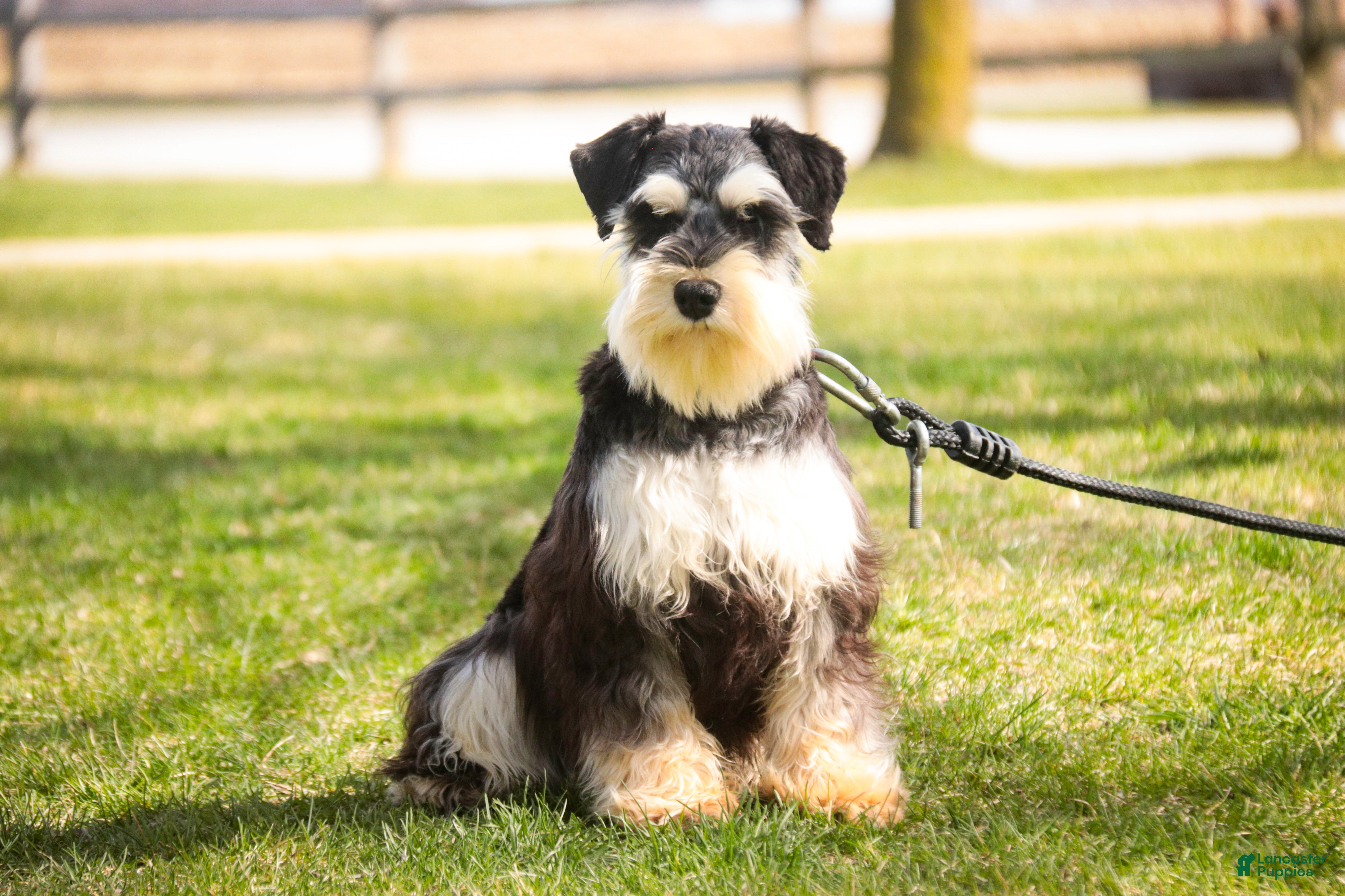 Miniature Schnauzer dogs Felix - Ad 2