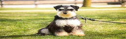 Miniature Schnauzer dogs for sale: Felix - Ad 2
