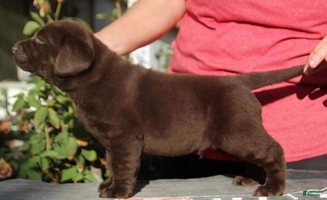 Labrador Retriever dogs for sale: Koda - Ad 3