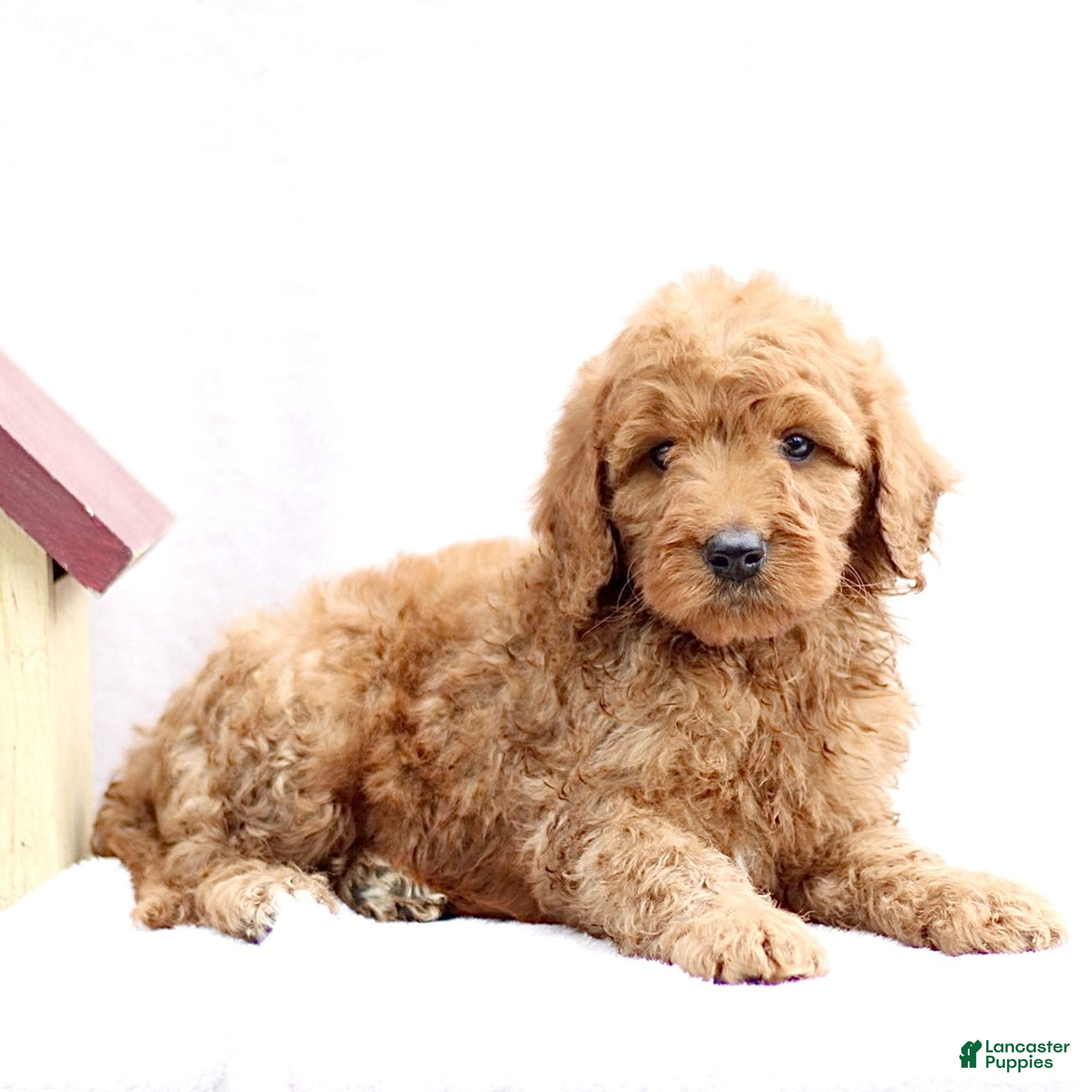 Mini Goldendoodle dogs Layla  - Ad 1