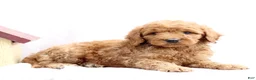 Mini Goldendoodle dogs for sale: Layla  - Ad 1