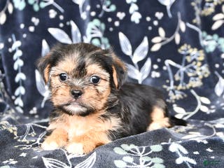 Shorkie dogs Cassie - Ad 12