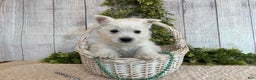West Highland Terrier dogs for sale: Lexi, AKC - Ad 12