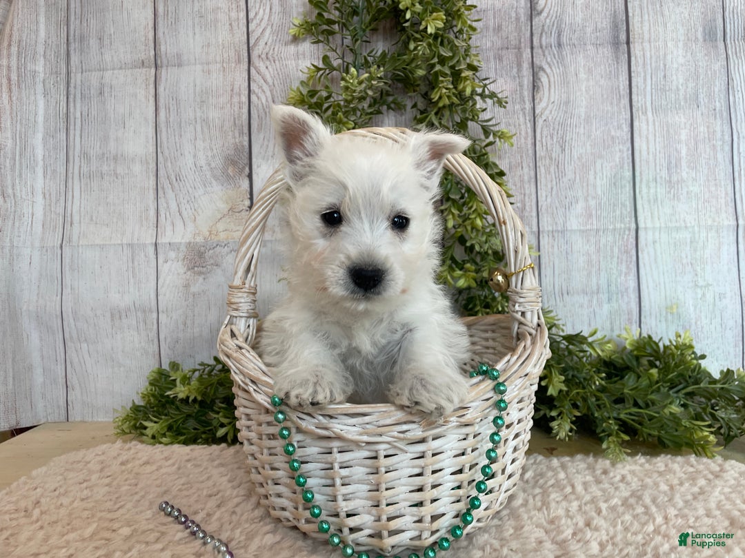 West Highland Terrier dogs for sale: Lexi, AKC - Ad 12