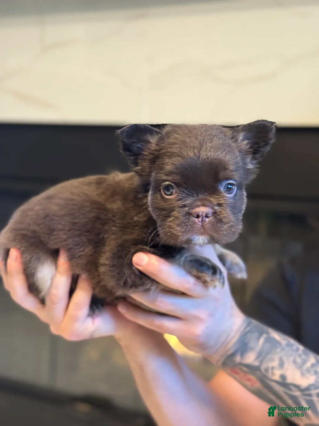 French Bulldog dogs for sale: Madison and Smoore fluffy french bulldog female long hair Merle  - Ad 2