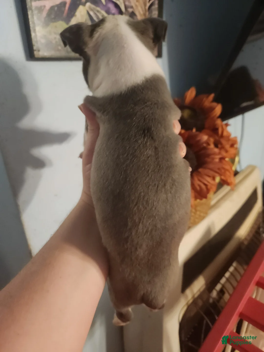 Boston Terrier dogs for sale: Boston Terrier 1 - Ad 2