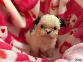 Shih Tzu dogs Shih Tzu Puppy 1 - Ad 7