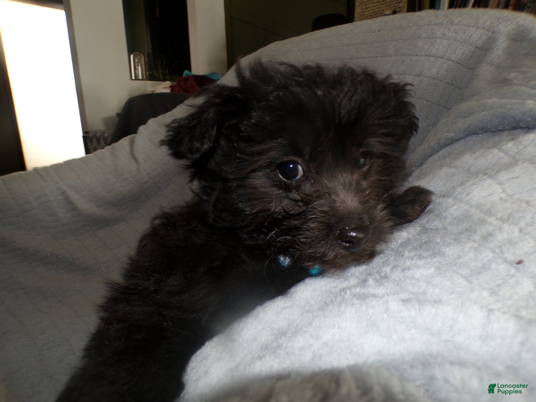 Pomapoo dogs for sale: Pomapoo Puppy 1 Jodi - Ad 3