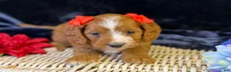 Cavapoo dogs for sale: Haven - Ad 3