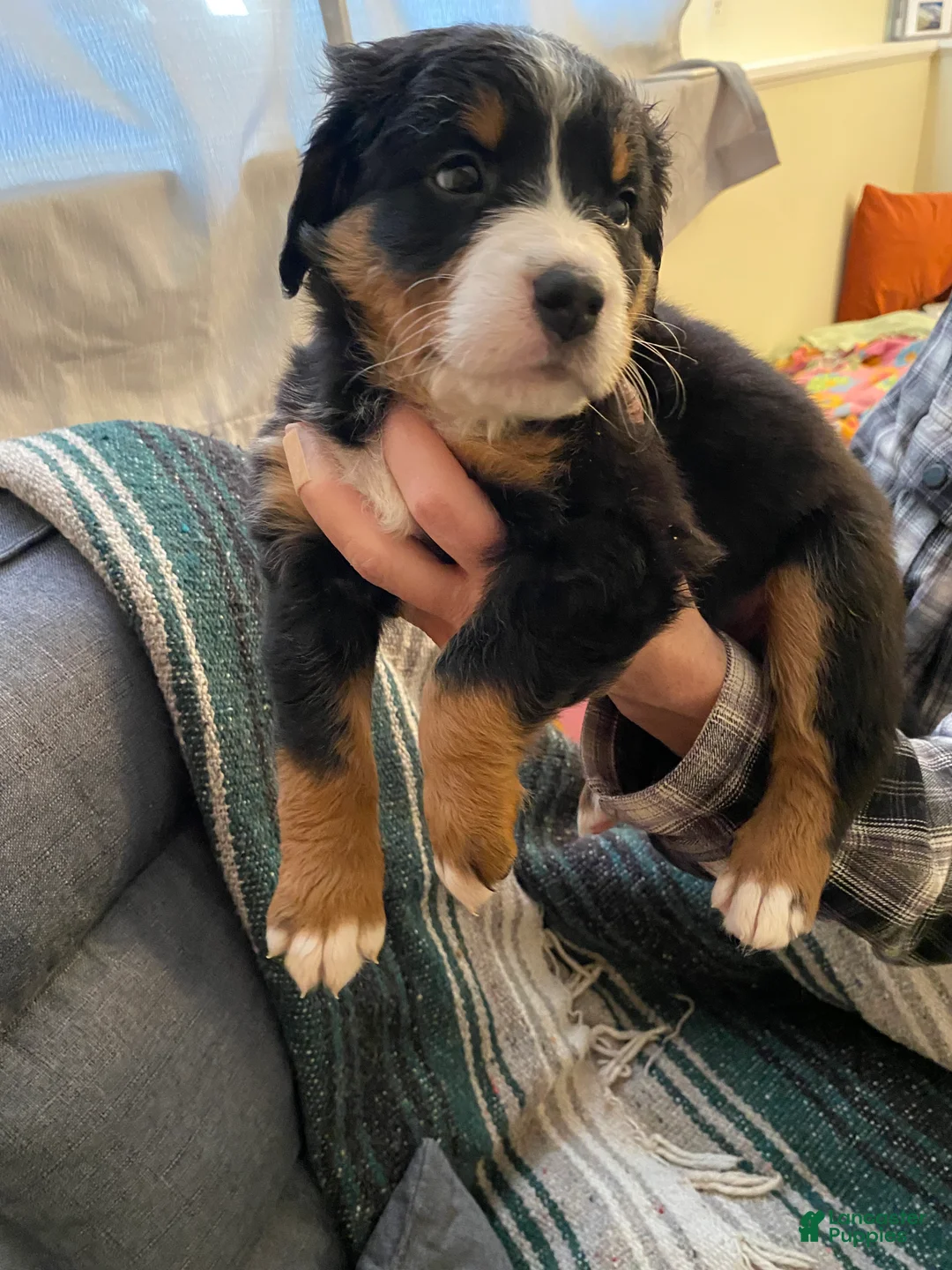 Bernedoodle dogs for sale: Bernedoodle Puppy 9 - Ad 5