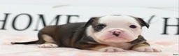 Mixed Breed dogs for sale: Queen - Ad 41
