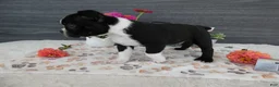 Boston Terrier dogs for sale: Boston Terrier 1 Toby - Ad 3