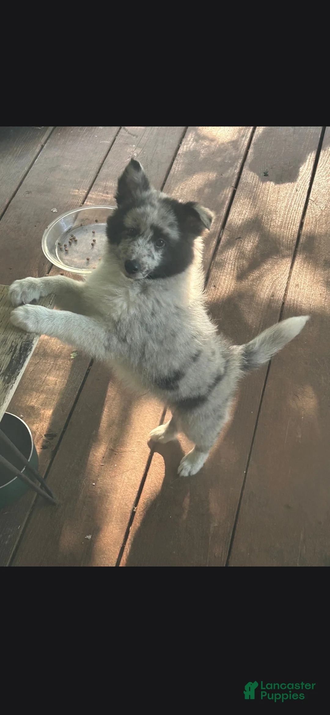 Shetland Sheepdog dogs for sale: Puddles - Ad 1