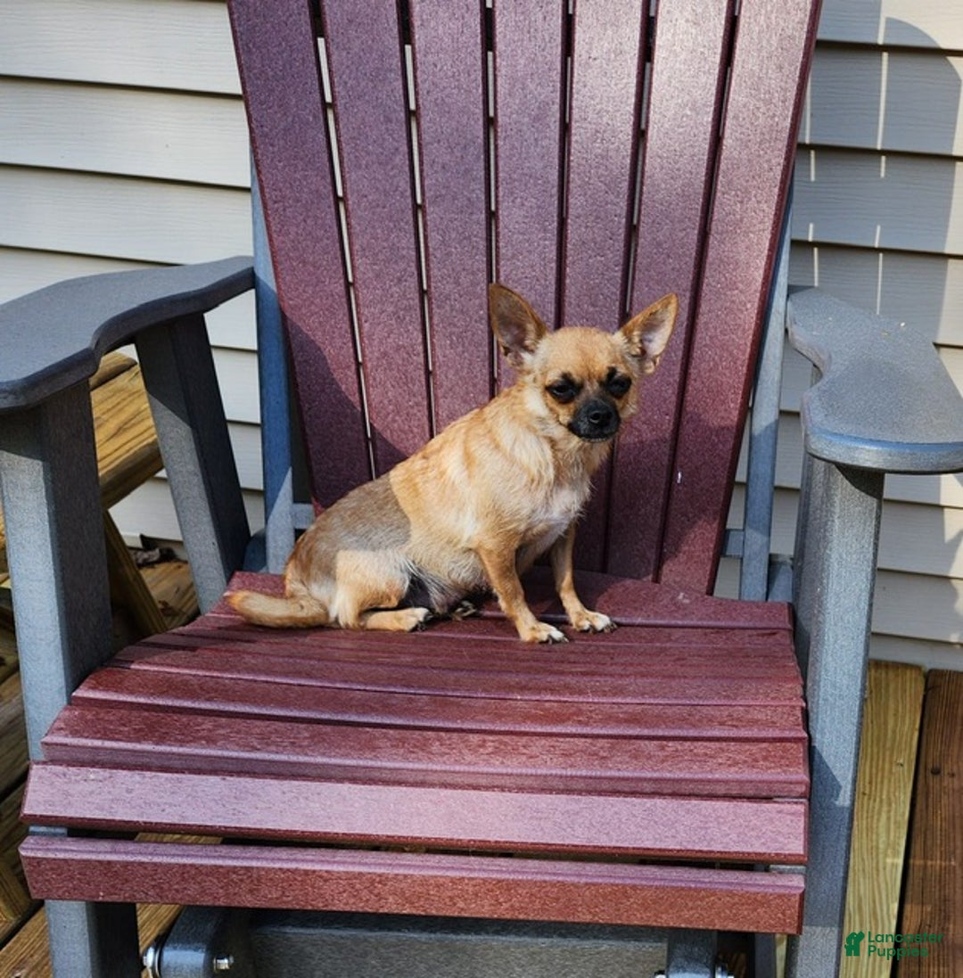 Chihuahua dogs for sale: Flint - Ad 5