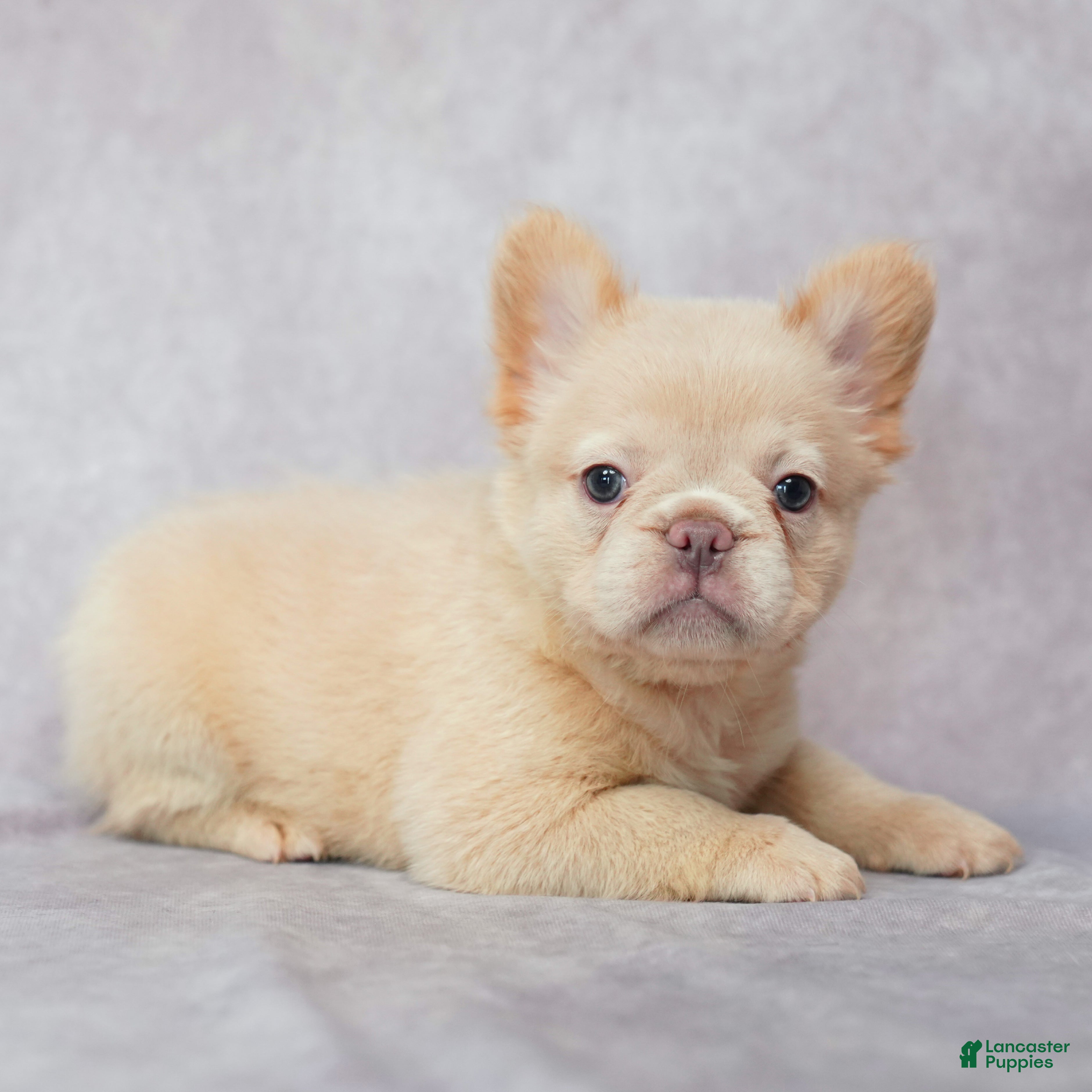 French Bulldog dogs Bria - Ad 2