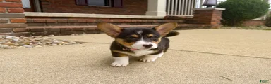 Daisy