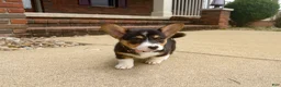 Welsh Corgi Pembroke dogs for sale: Daisy - Ad 1