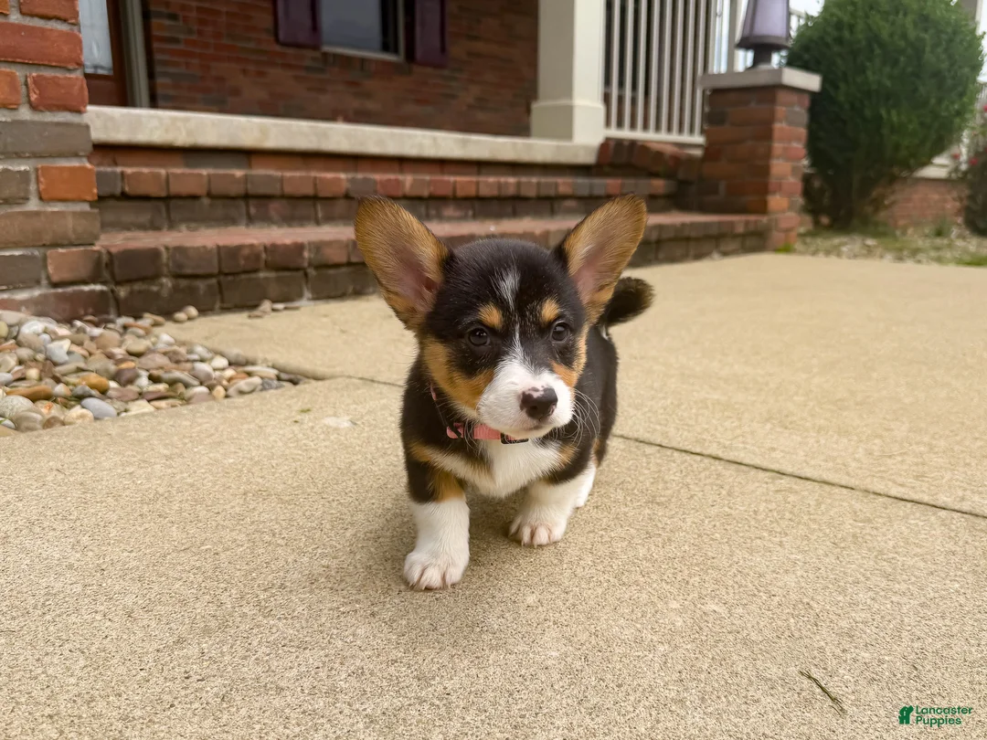 Welsh Corgi Pembroke dogs for sale: Daisy - Ad 1