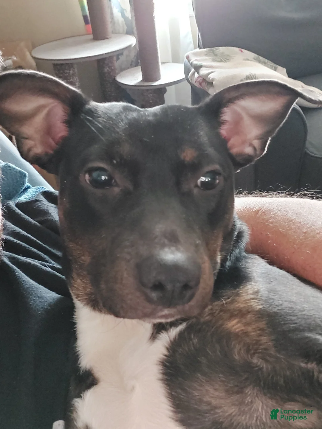 Mixed Breed dogs for sale: Mixed Breed Puppy 1 - Ad 4