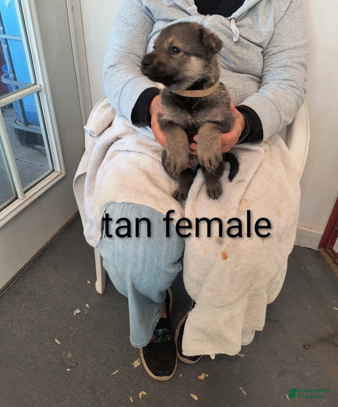 German Shepherd dogs for sale: Tan collar female  - Ad 1