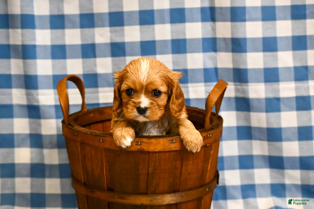 Cavalier King Charles Spaniel dogs for sale: Chad - Ad 5