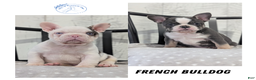 French Bulldog dogs for sale: Xander - Ad 13
