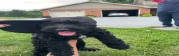 Miniature Poodle dogs for sale: Connie - Ad 4