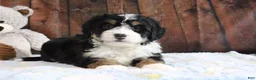 Mini Bernedoodle dogs for sale: Jingle - Ad 3