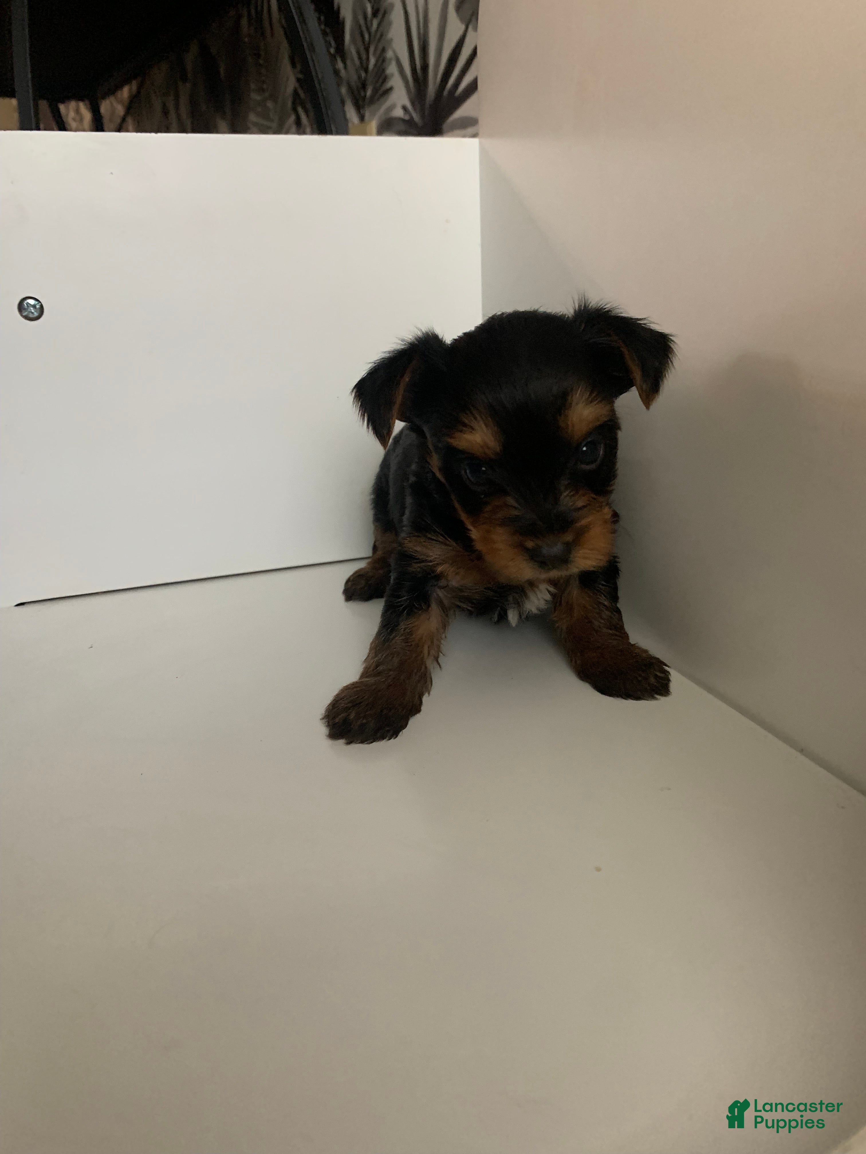 Yorkshire Terrier dogs Bella - Ad 31