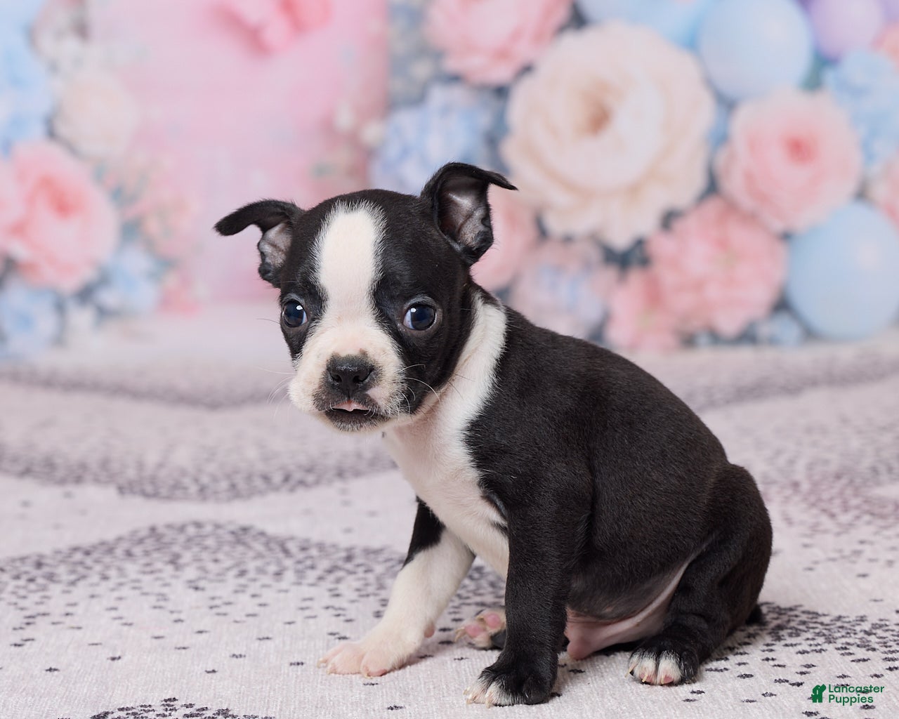 Boston Terrier dogs Jerry - Ad 2