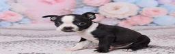Boston Terrier dogs for sale: Jerry - Ad 2