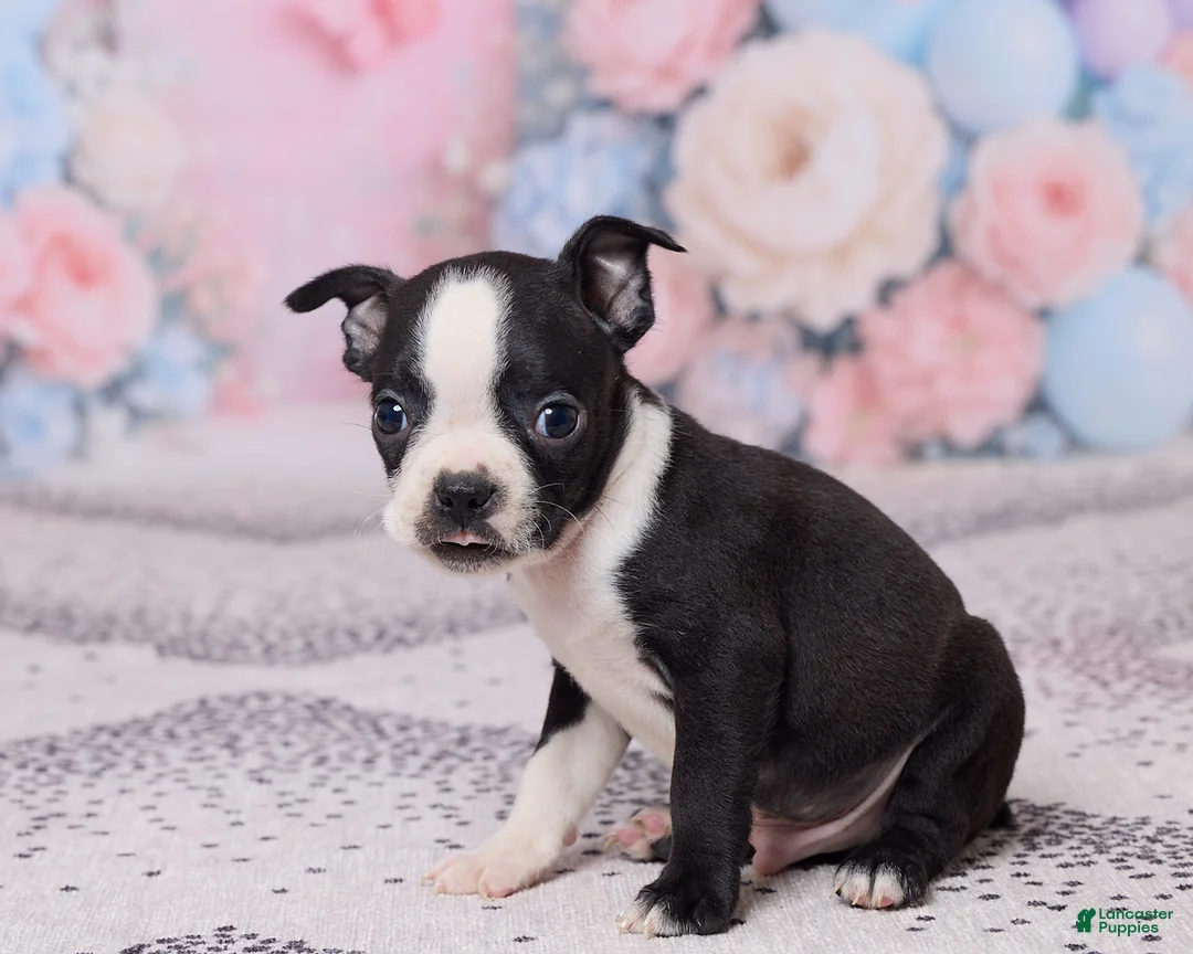 Boston Terrier dogs for sale: Jerry - Ad 2