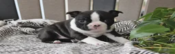 Boston Terrier dogs for sale: Paige - Ad 4