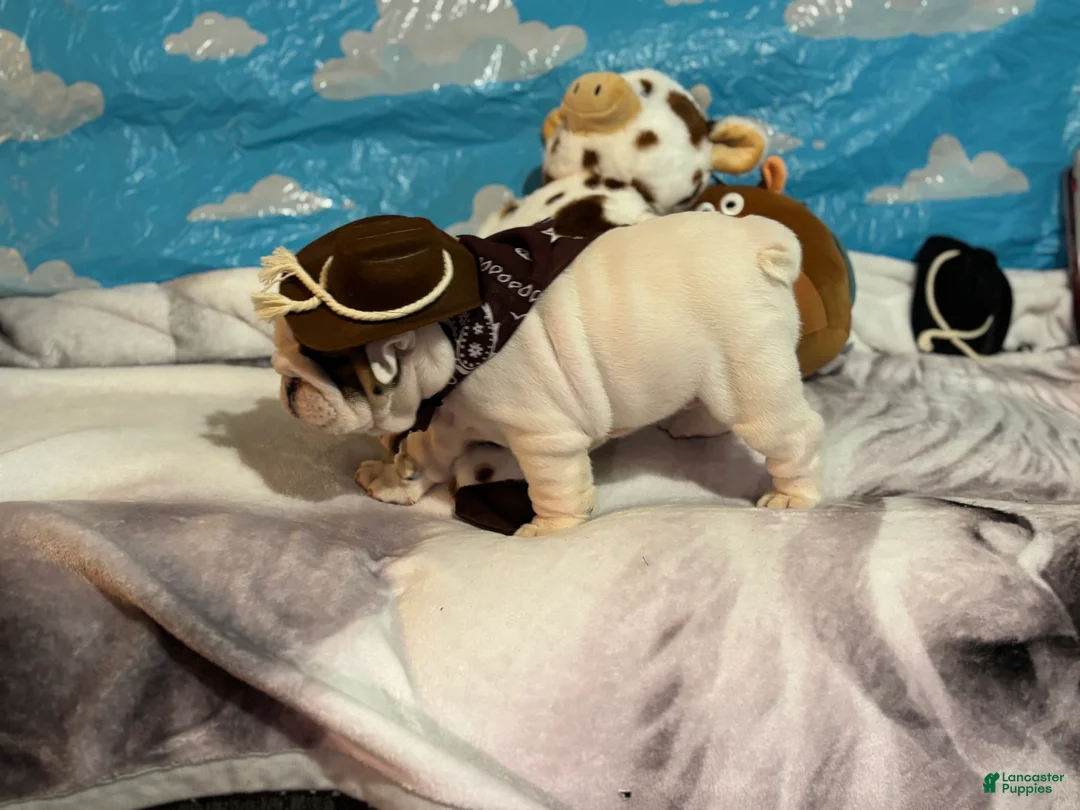 English Bulldog dogs for sale: Bullseye - Ad 2