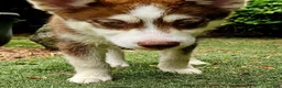 Pomsky dogs for sale: Scout - Ad 4