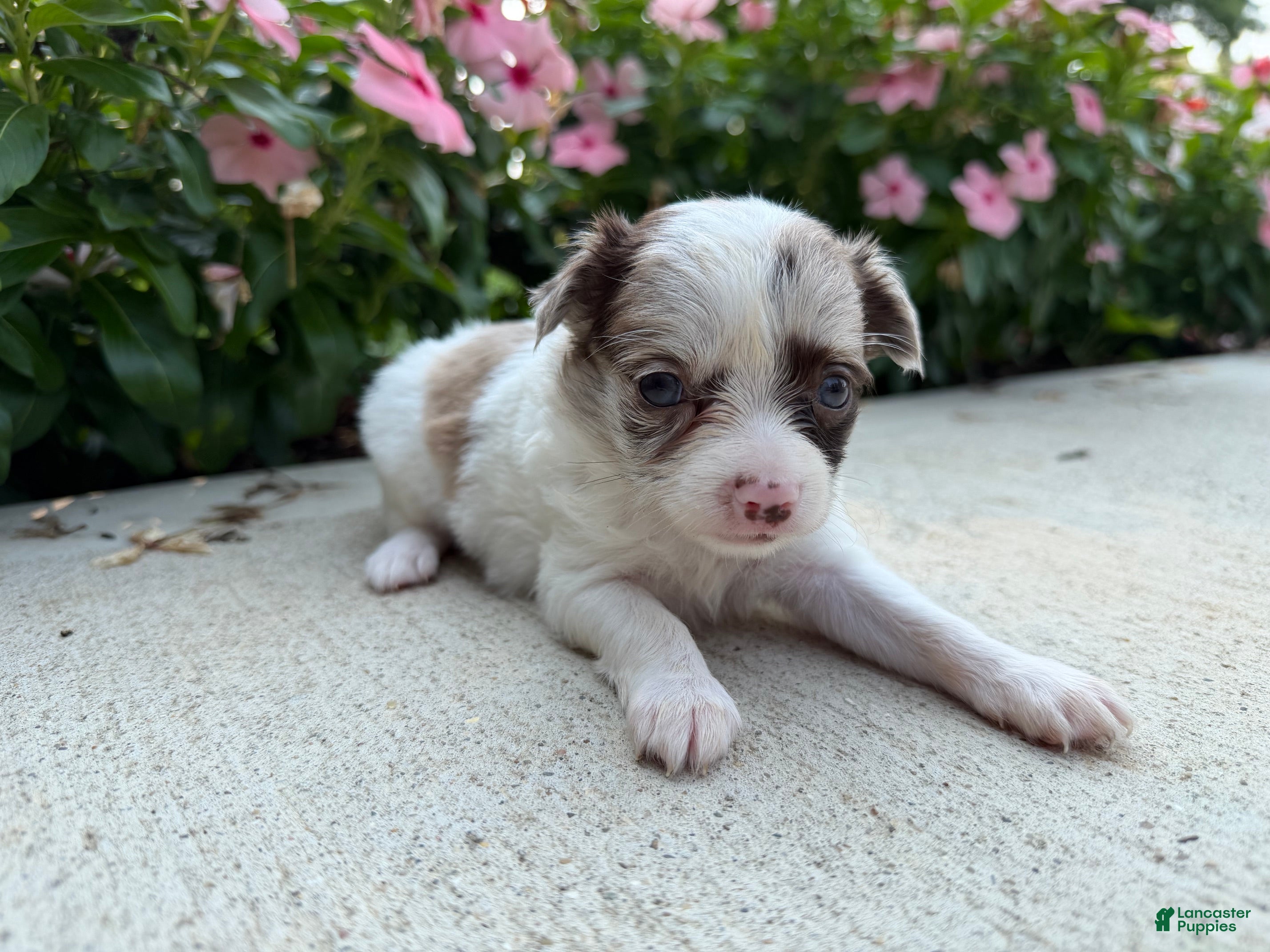 Chihuahua dogs Luna - Ad 2