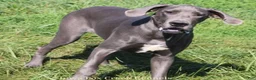 Great Dane dogs for sale: Emily - Ad 9