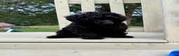 Toy Poodle dogs for sale: Pooh - Ad 4