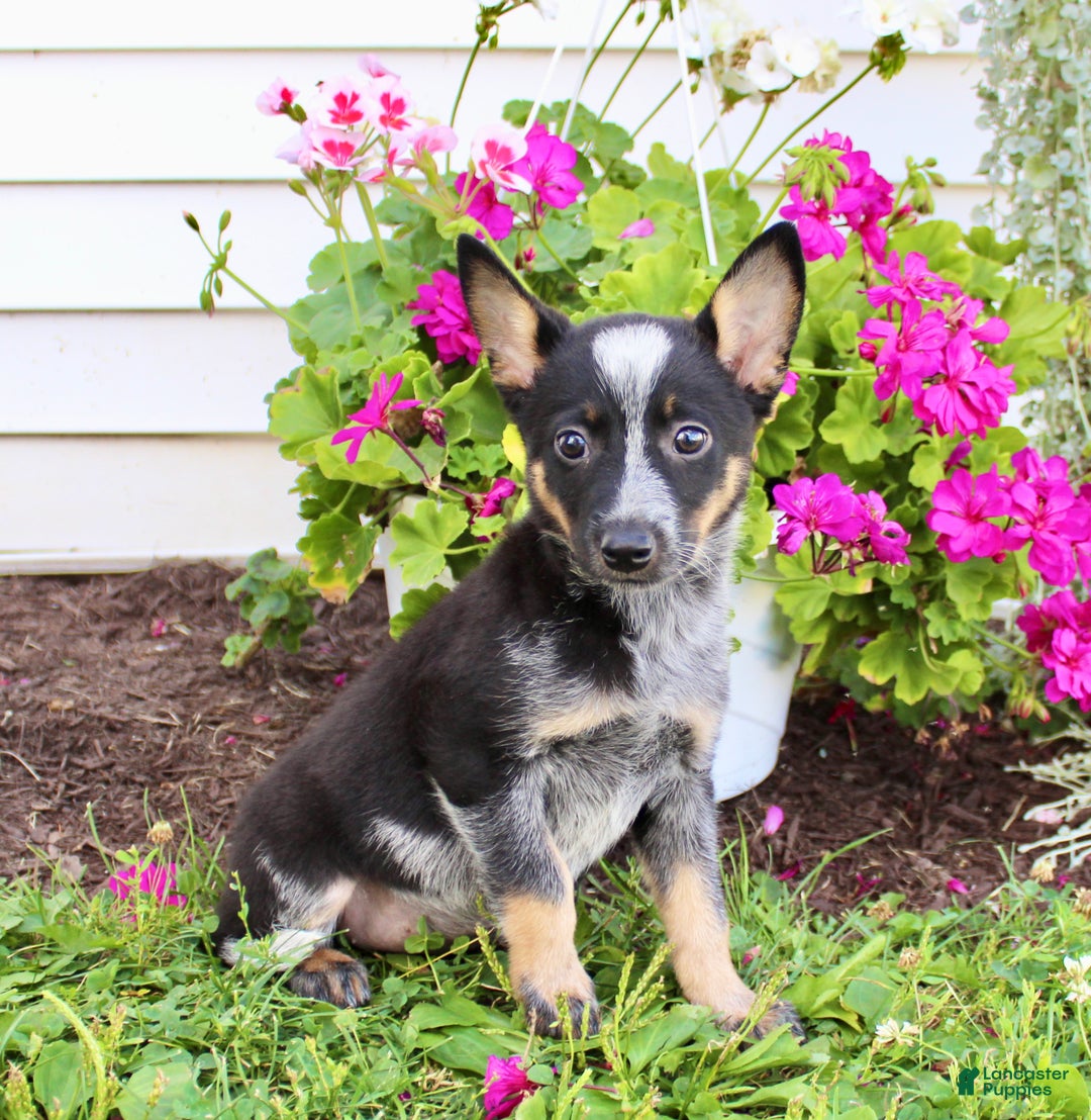 Collie Mix Registered Border Collie Breeders Border Collie Beagle