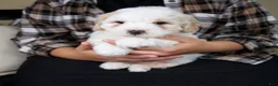 Mini Bernedoodle dogs for sale: Milo - Rare color! - Ad 7