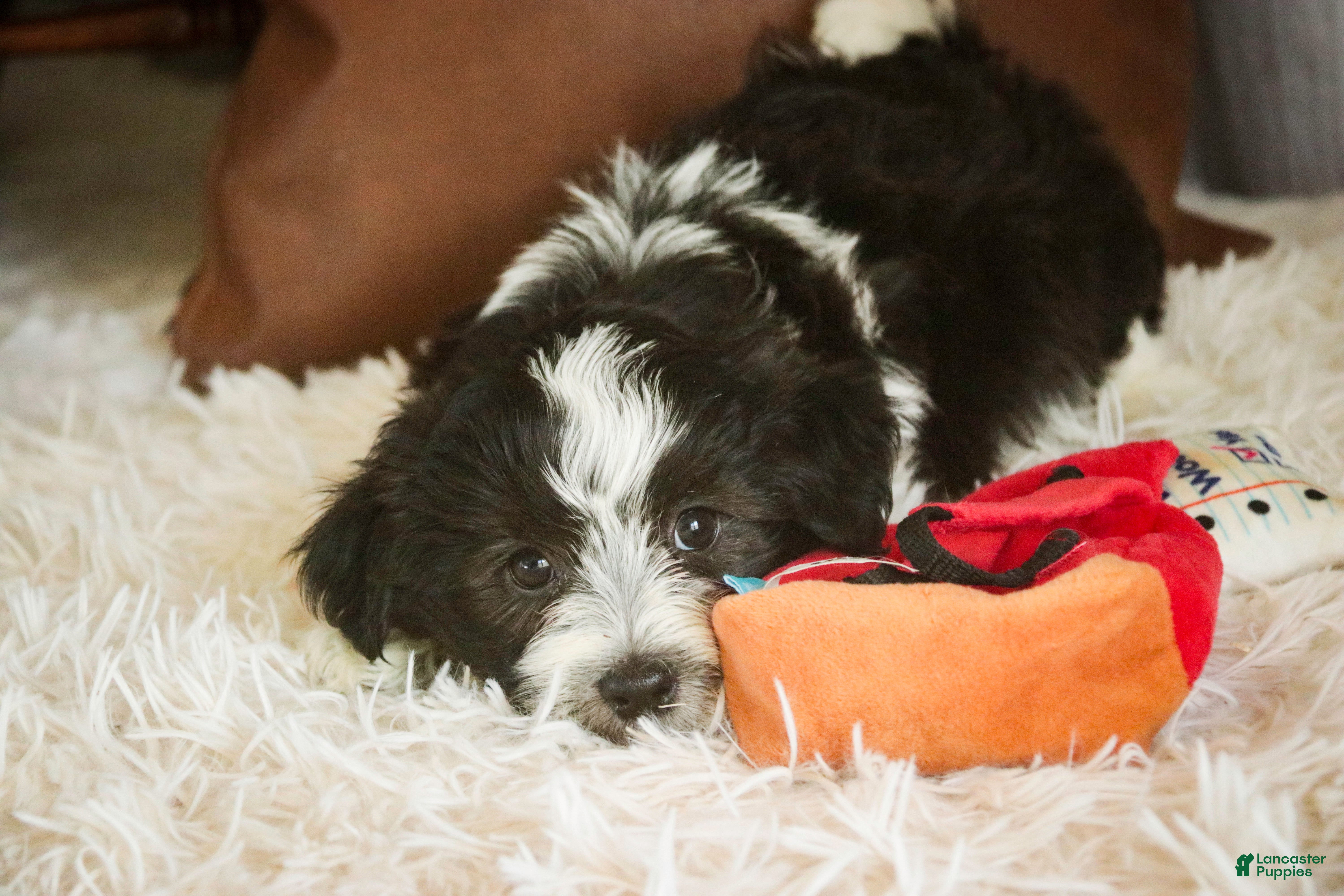 Havanese dogs Levi - Ad 2