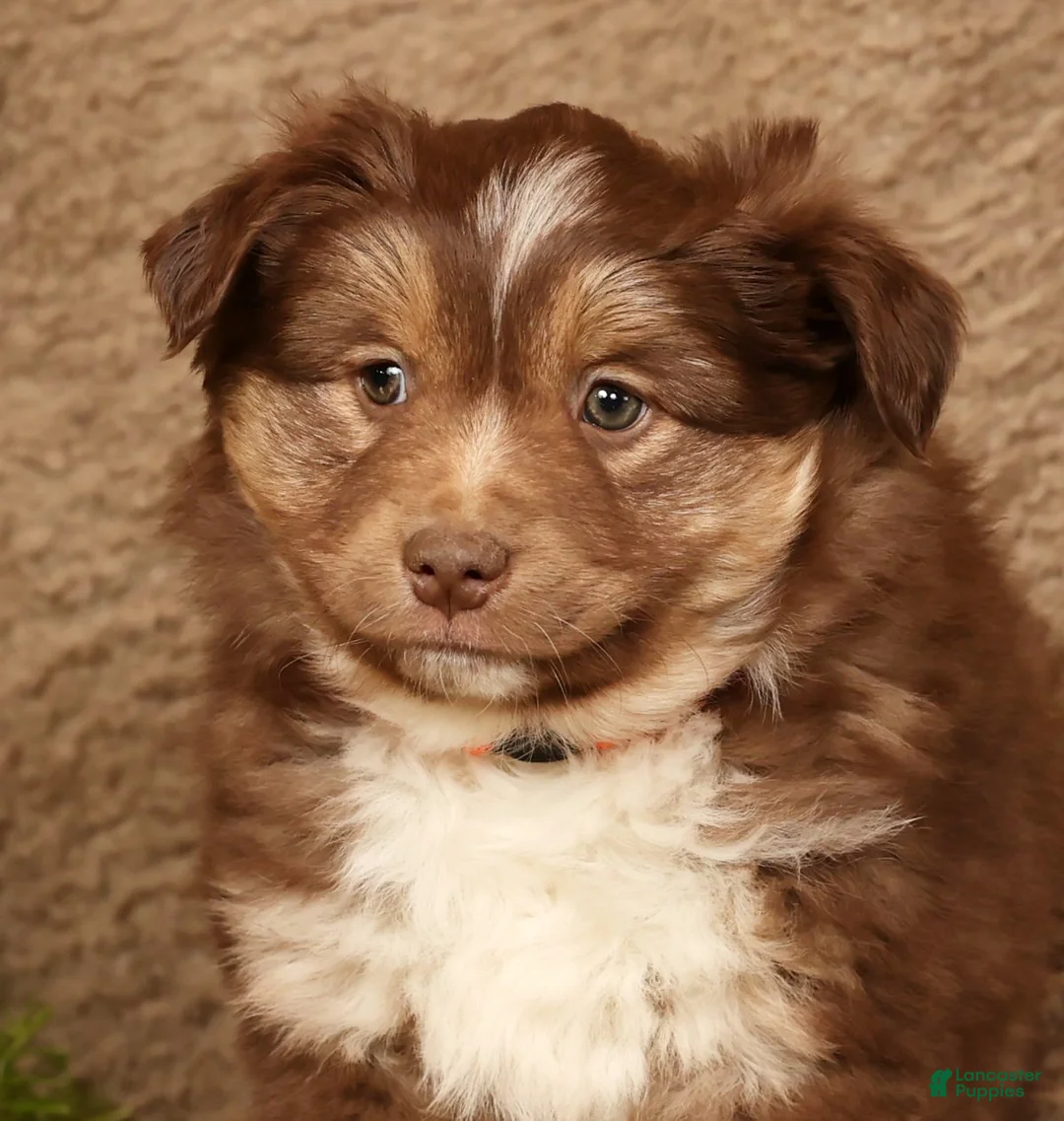 Miniature Australian Shepherd dogs for sale: Dakota - Ad 9