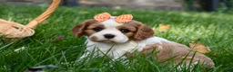 Cavalier King Charles Spaniel dogs for sale: Vera - Ad 7