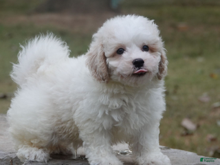 Mixed Breed dogs - Ad 5